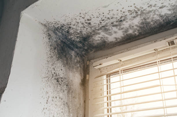 Affordable Mold Inspection And Testing solutions in Raleigh, NC